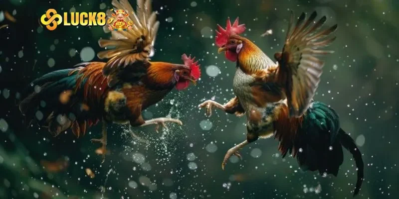 Điểm danh các loại hình đá gà Thomo Campuchia phổ biến