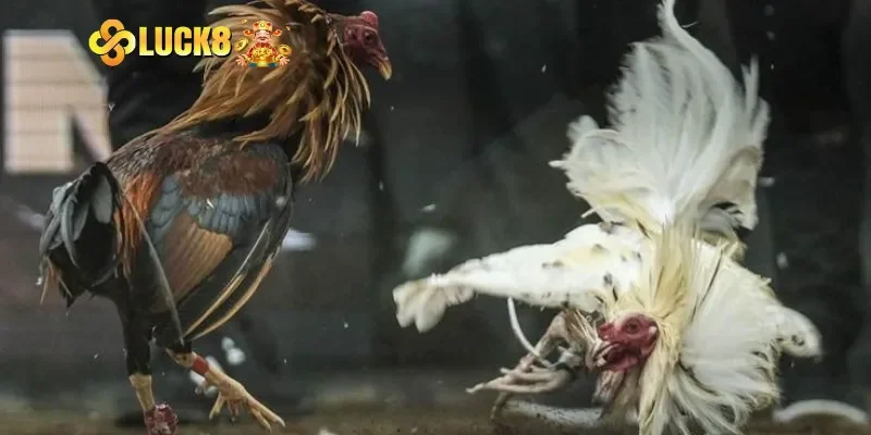 Giống gà Gà Peru