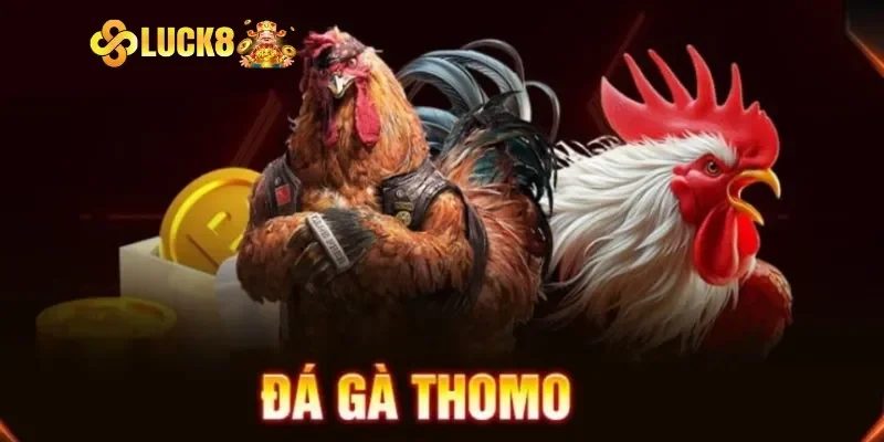 Tổng quan chung đá gà Thomo Campuchia